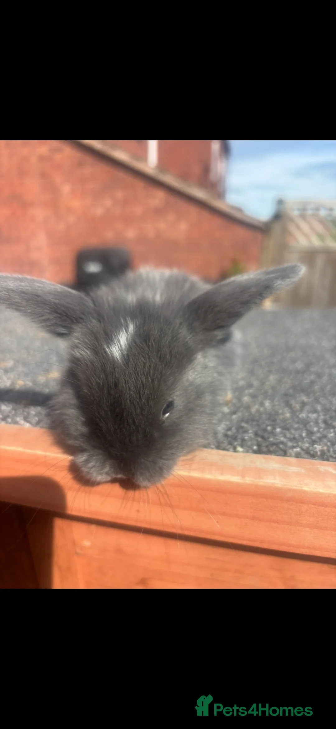 Mini Lop rabbits for sale: Last little rabbit left  in Redditch - Advert 2