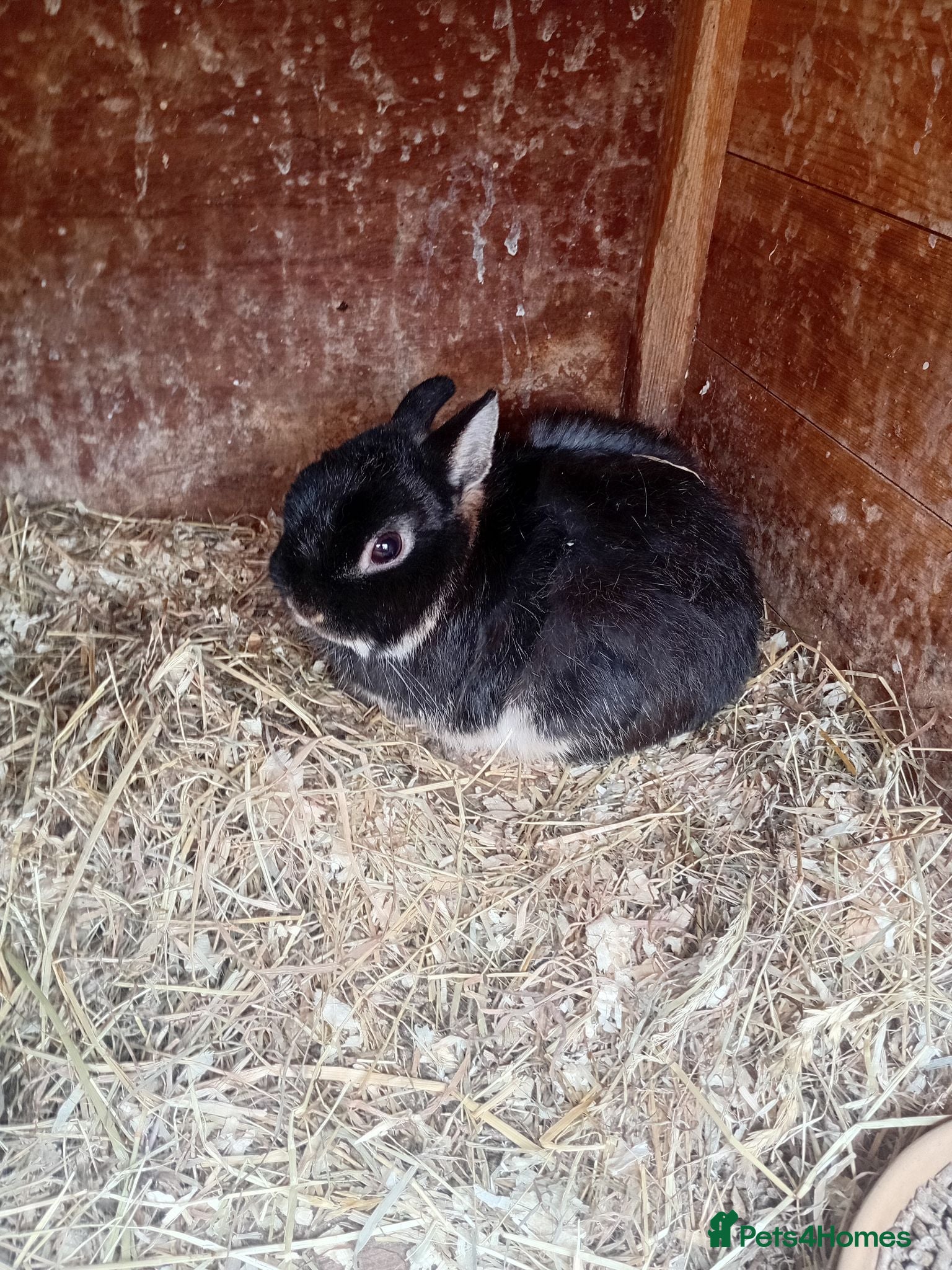 Netherland Dwarf rabbits Netherland dwarfs  - Advert 2
