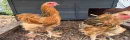 Chickens poultry for sale: Brahma  - Advert 4
