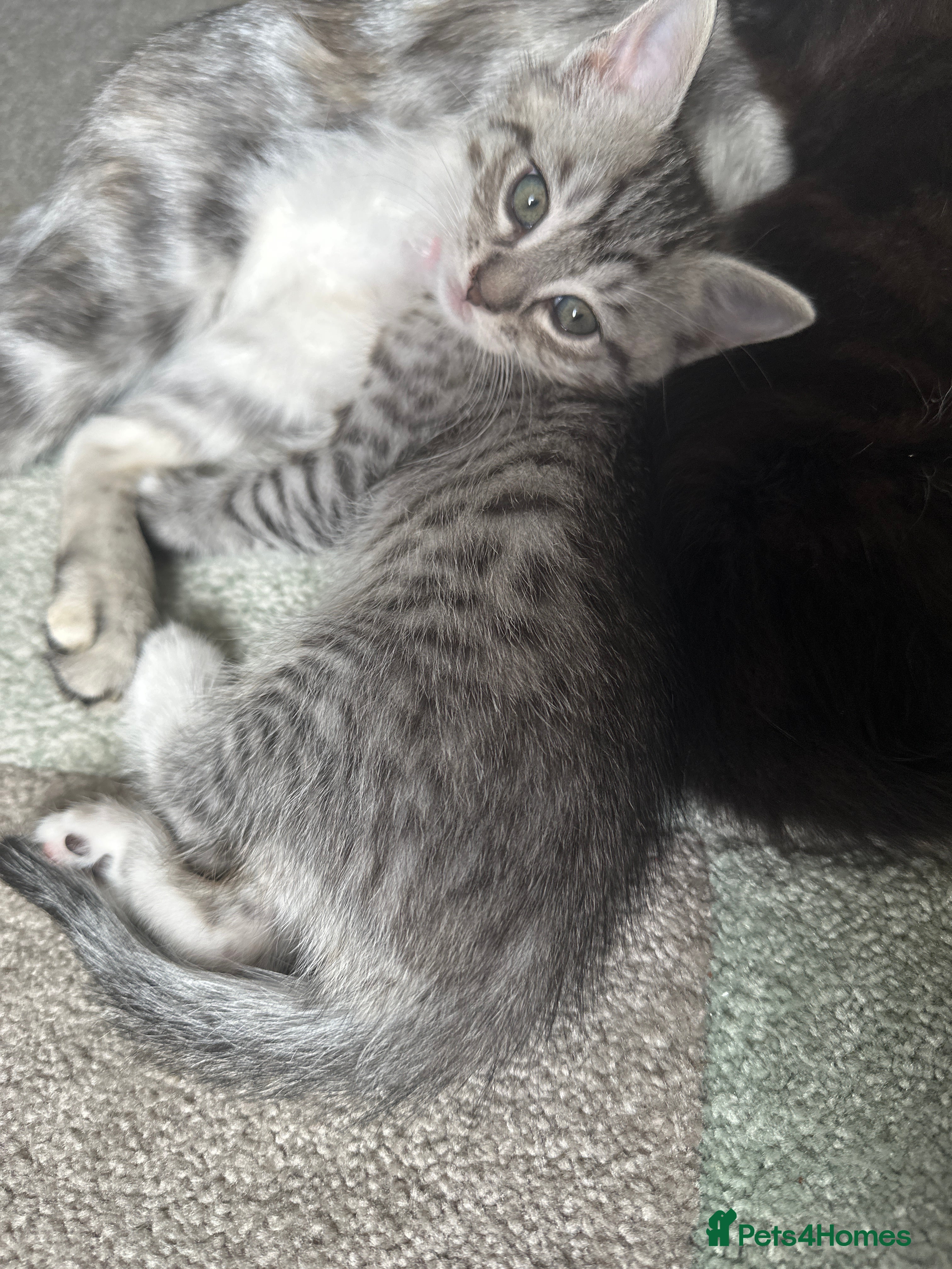 Mixed Breed cats Female ( Brown) and Male ( Grey) kittens for sale - Advert 13
