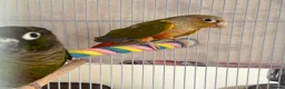 Conures birds for sale: TWO GORGEOUS 9 WEEK OLD CONURES  - Advert 2