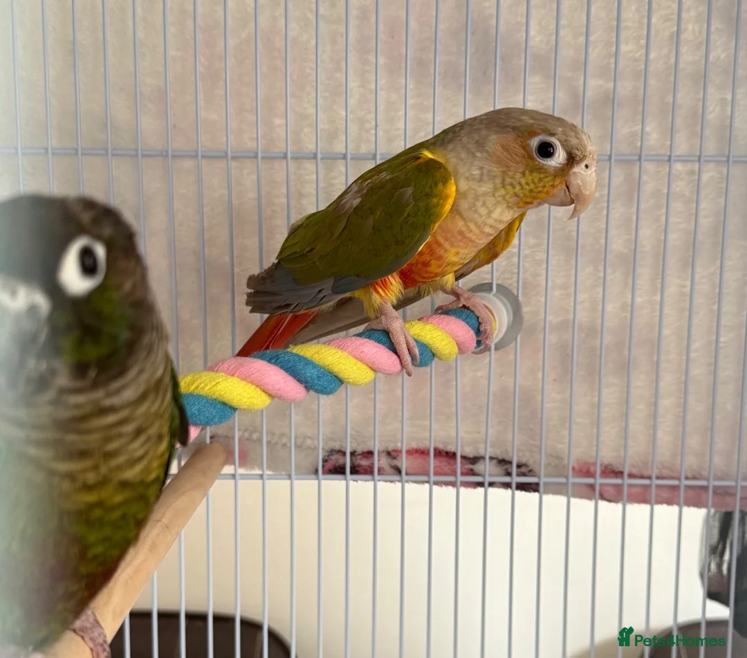 Conures birds for sale: TWO GORGEOUS 9 WEEK OLD CONURES  - Advert 2