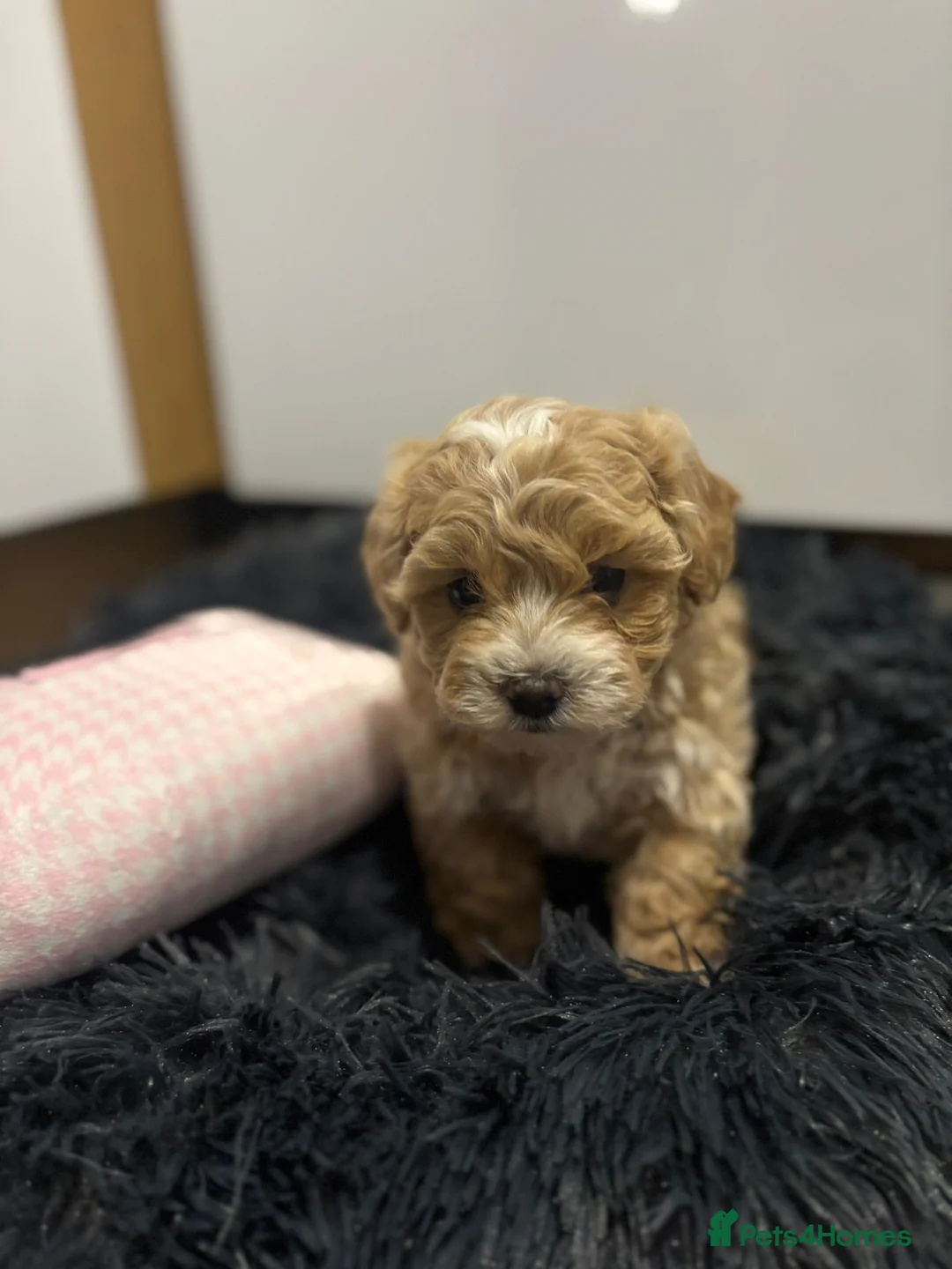 Maltipoo dogs for sale: Maltipoo boys available  - Advert 9