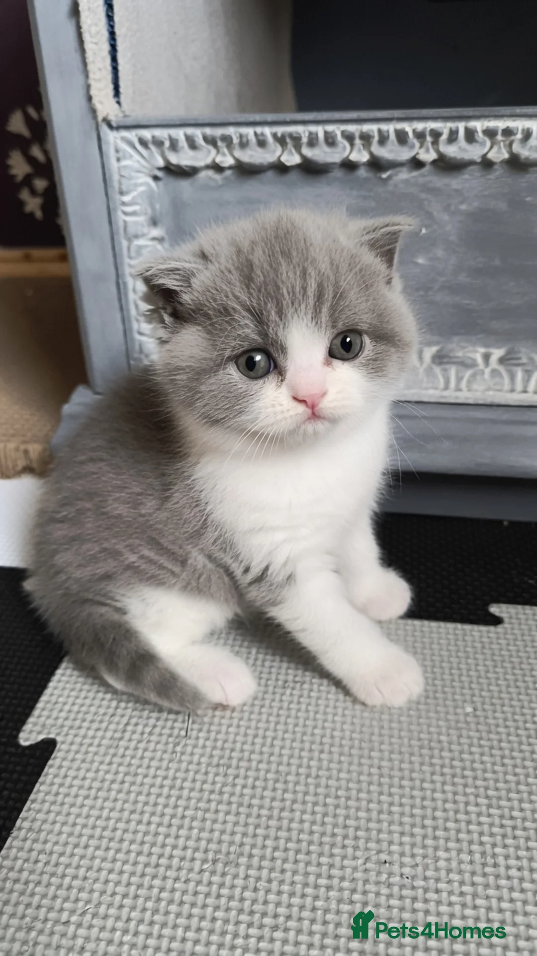British Shorthair cats for sale: Gccf registered.Superb. Outstanding champions line - Advert 1