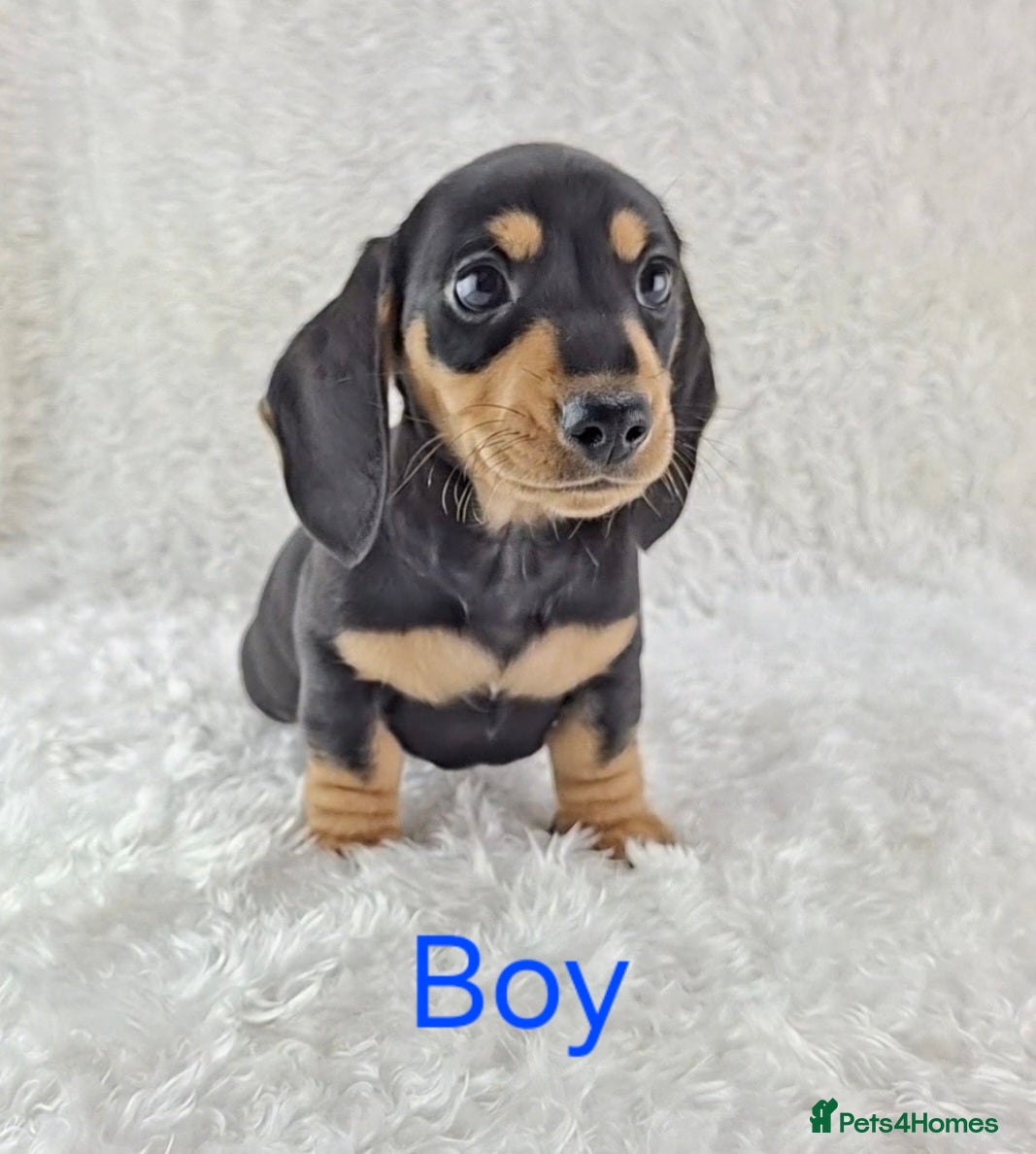 Miniature Dachshund dogs ❣️ Miniature Dachshund Puppies ❣️ - Advert 1