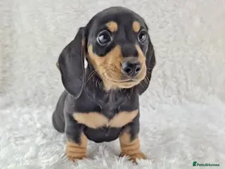 Miniature Dachshund dogs ❣️ Miniature Dachshund Puppies ❣️ - Advert 3
