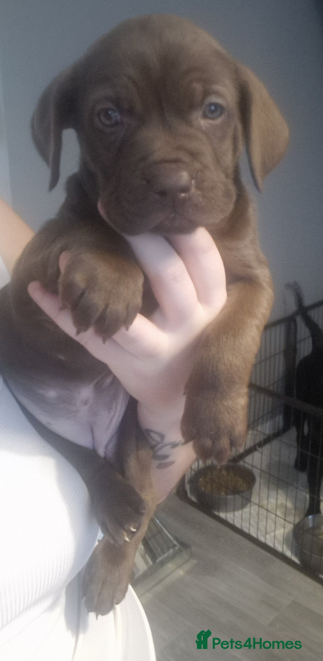 Mixed Breed dogs for sale: Cane corso  ** tiff - Advert 10