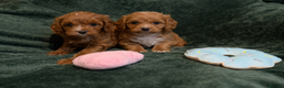 Cavapoo dogs for sale: Toy CAVAPOO Puppies - Advert 2