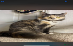 British Longhair cats for sale: British long hair cats  - Image 10