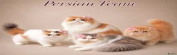 Persian cats for sale: Pure breed Persian  - Advert 11