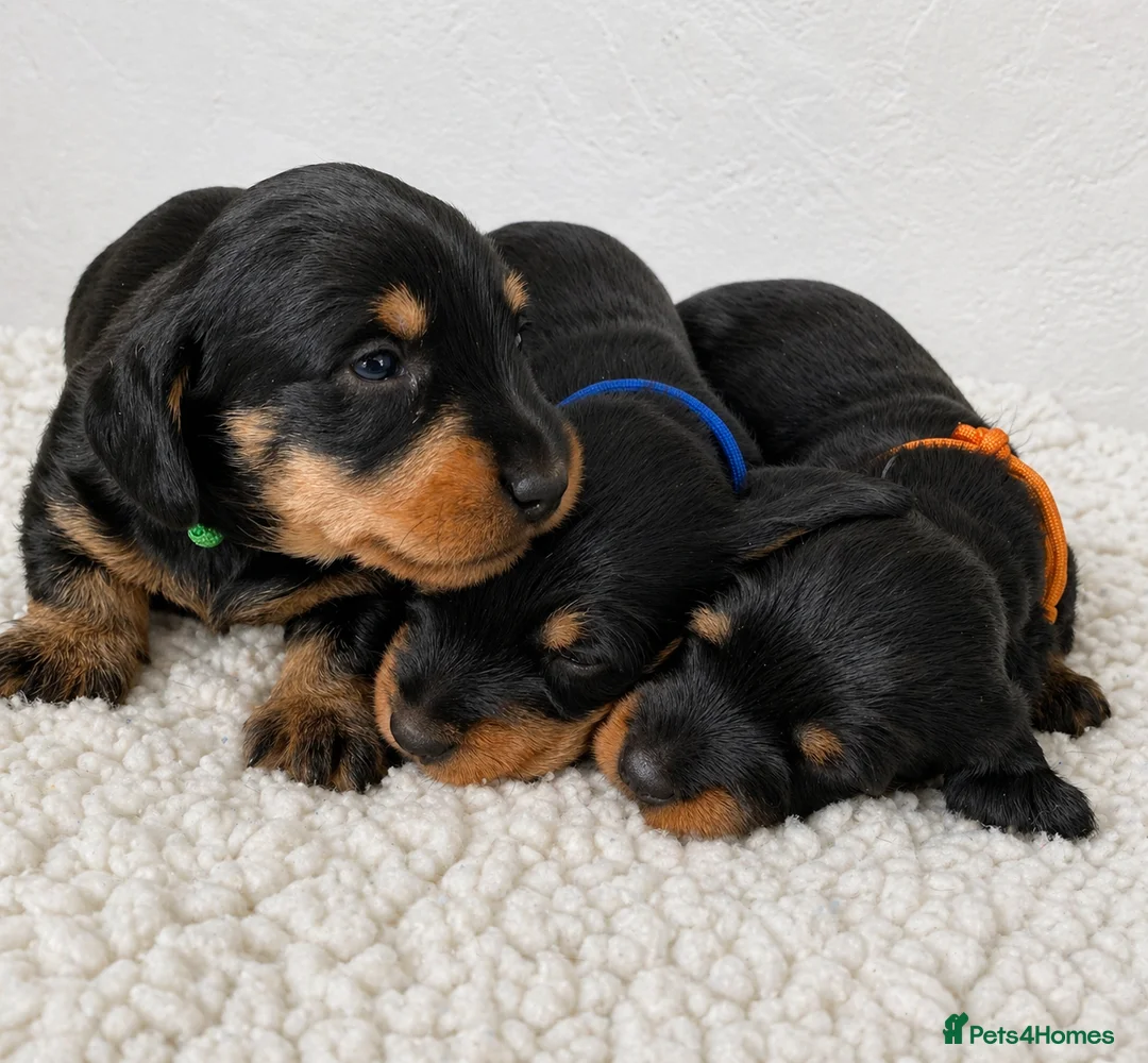 Dachshund dogs for sale: KC Mini Dachshunds. LAFORA/PRA (Cord1) Clear - Advert 1