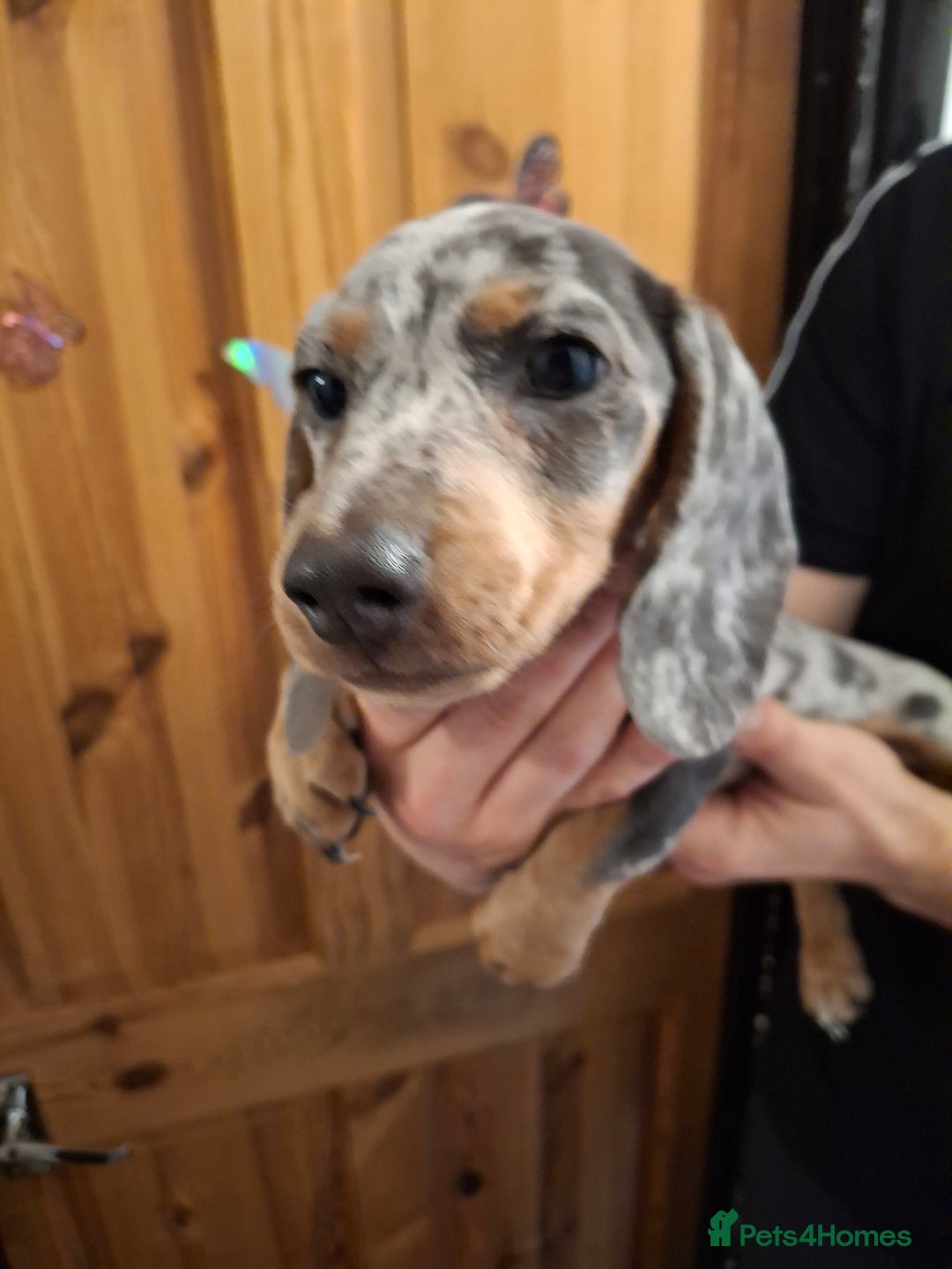 Dachshund dogs for sale: Beautiful Dachshund Puppies looking for a Home - Advert 8
