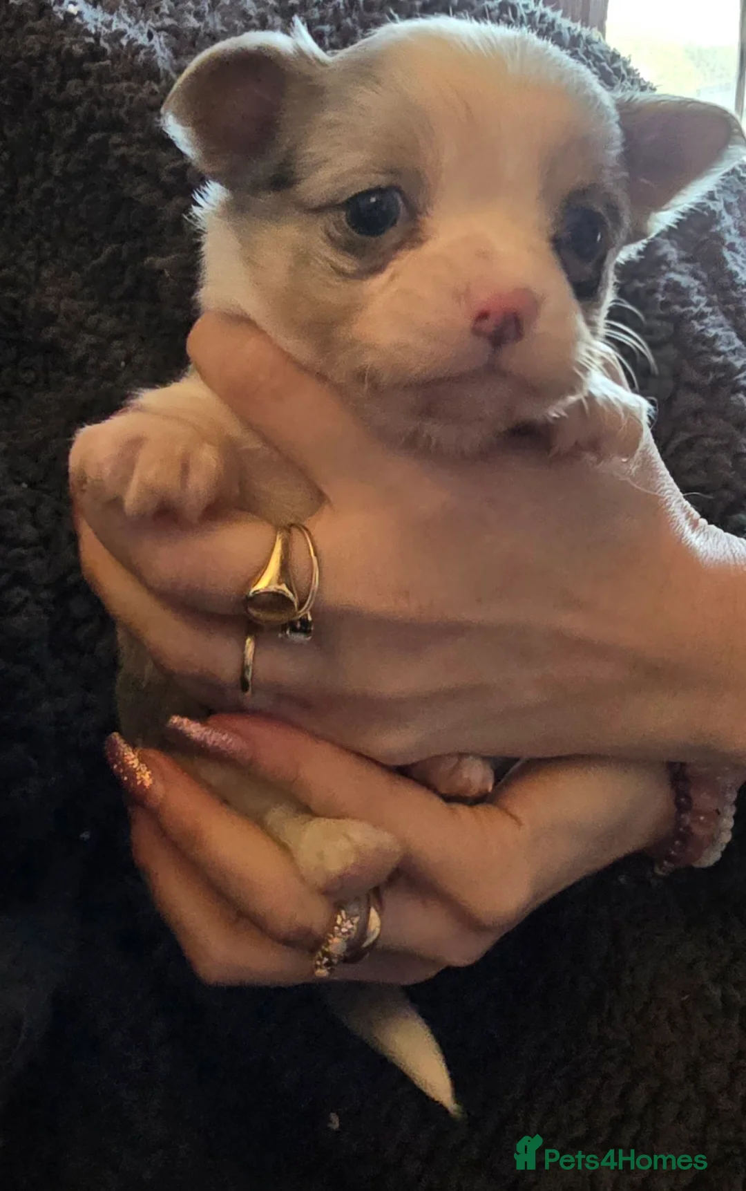 Chihuahua dogs for stud: Merle long haired Chihuahua Stud in Nottingham - Advert 16