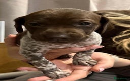 German Shorthaired Pointer dogs for sale: Gorgeous litter of German Shorthair puppies - Image 6