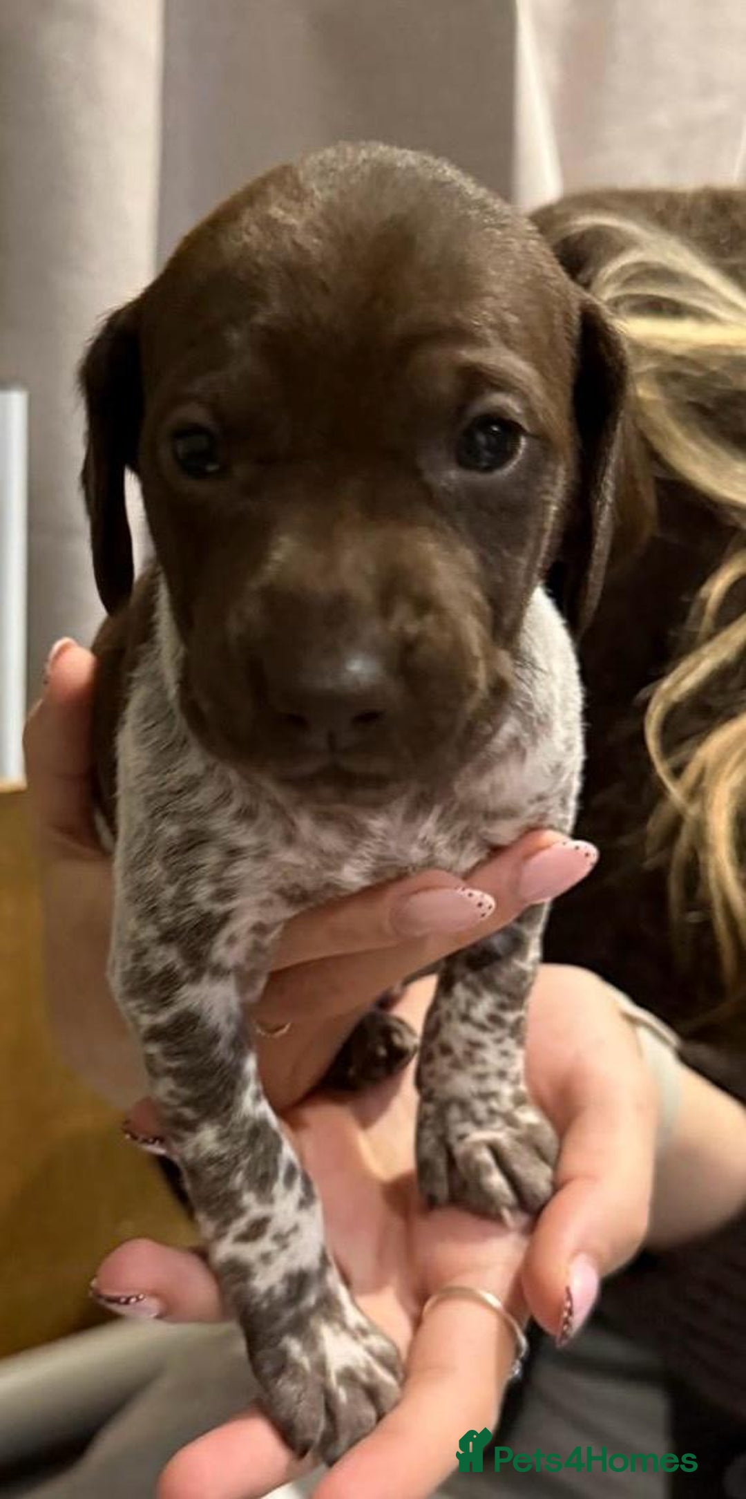 German Shorthaired Pointer dogs for sale: Gorgeous litter of German Shorthair puppies - Image 6