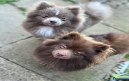 Pomeranian dogs for sale: Adorable pair of 1 year old Pomeranian boys!  - Image 13