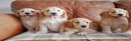 Mini Goldendoodle dogs for sale: Stunning F1 Health Tested Miniature Goldendoodles - Advert 13