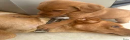 Labrador Retriever dogs for sale: Labrador Retriever puppies  - Advert 3