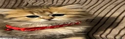 British Longhair cats for sale: 5 British longhairs for sale in London - Advert 15