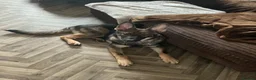 Mixed Breed dogs for sale: Coba (Husky X German shepherd) - Advert 4