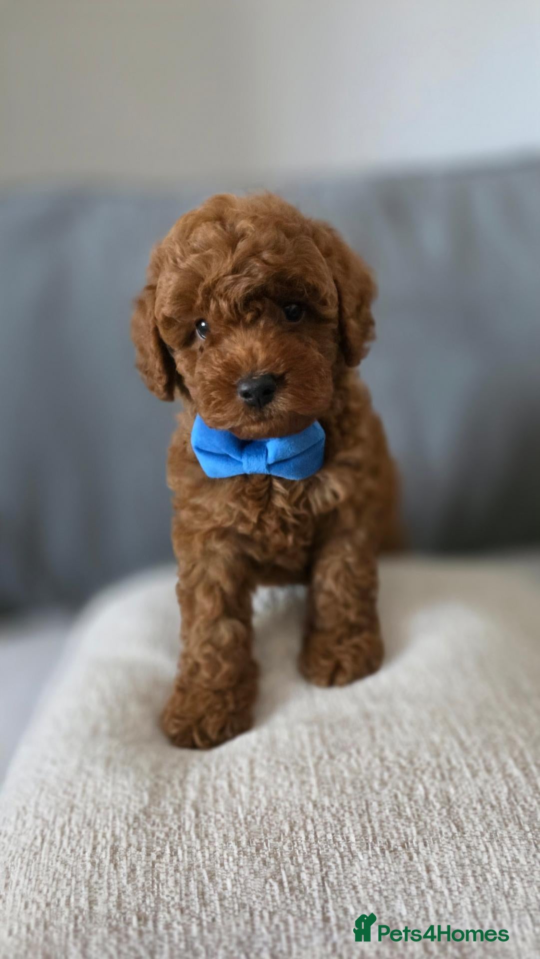 Maltipoo dogs Gorgeous maltipoo puppies  - Advert 1