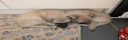 Mixed Breed dogs for sale: Beautiful Pomeranian X. Ready to go!  - Advert 2