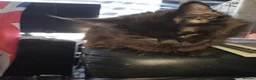 Maine Coon cats for sale: Title For sale 2 active young Tica main coon girls - Advert 7