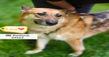 Mixed Breed dogs - Advert 10