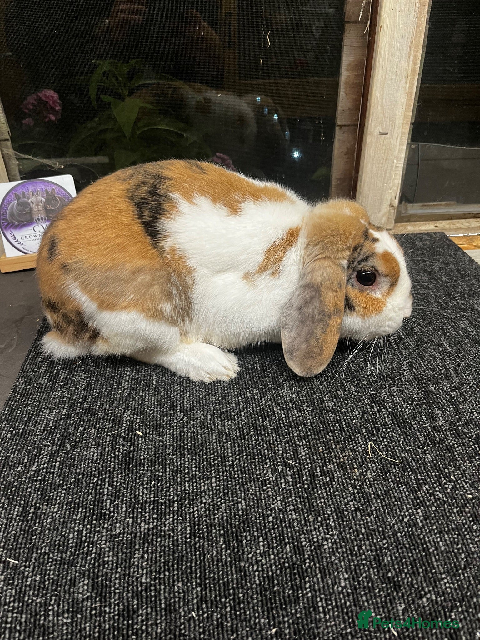 Mini Lop rabbits Tri coloured mini lop looking for new home  - Advert 1
