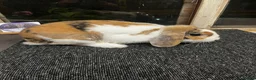 Mini Lop rabbits for sale: Tri coloured mini lop looking for new home  - Advert 1