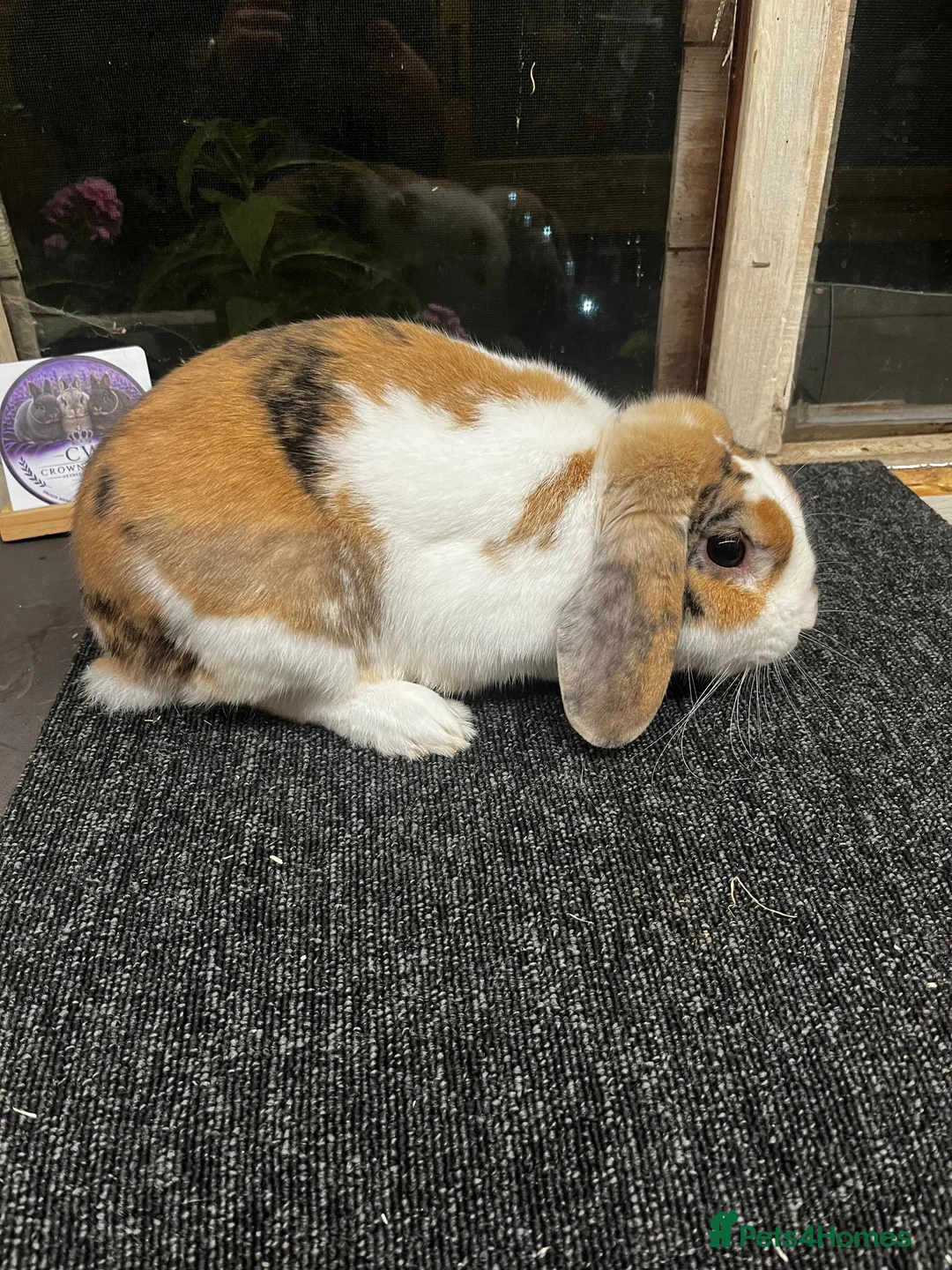 Mini Lop rabbits for sale: Tri coloured mini lop looking for new home  - Advert 1