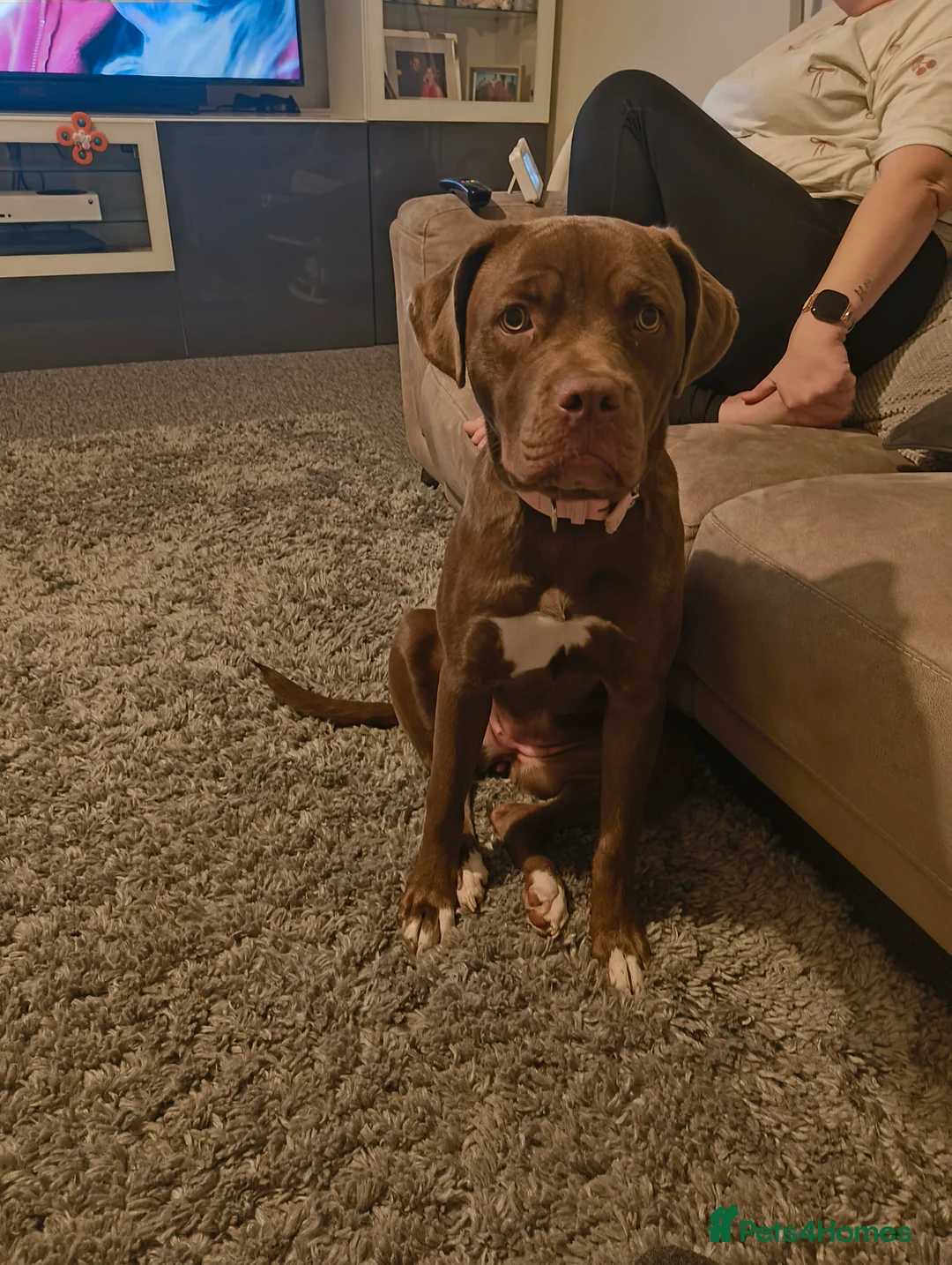 Mixed Breed dogs for sale: Lottie  in Deal - Advert 1