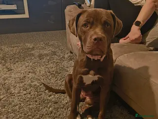 Mixed Breed dogs Lottie in Deal - Advert 1