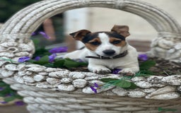 Jack Russell dogs for sale: Stunning litter of Traditional JackRussell pups  - Image 9