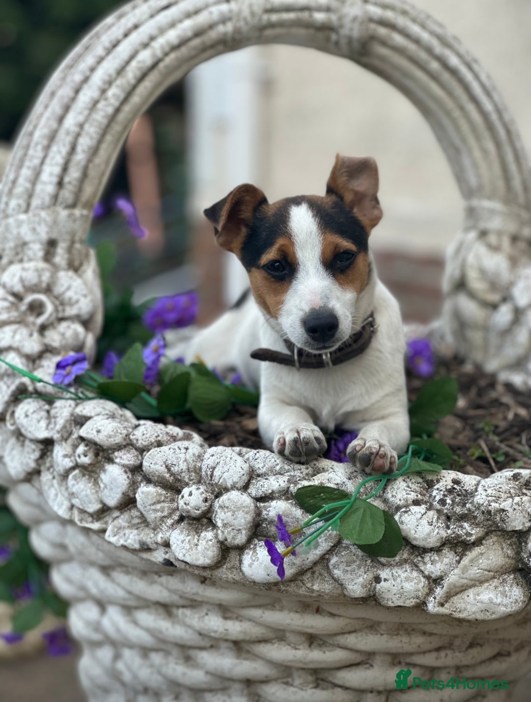 Jack Russell dogs for sale: Stunning litter of Traditional JackRussell pups  - Image 9