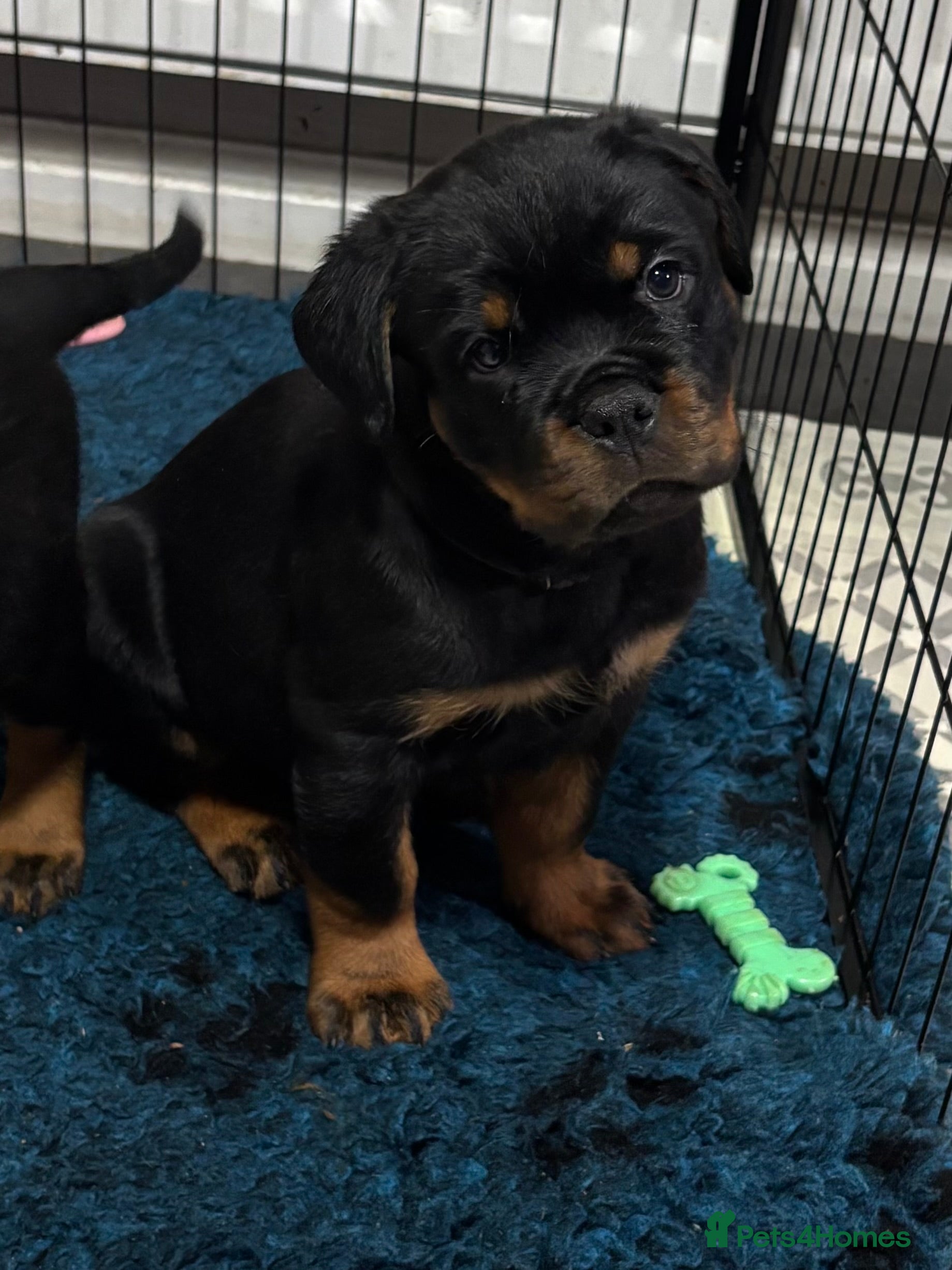 Rottweiler dogs Top Quality KC Health Tested Rottweiler Puppies  - Advert 10