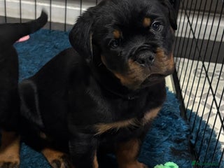 Rottweiler dogs Top Quality KC Health Tested Rottweiler Puppies - Advert 10