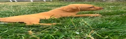 Labrador Retriever dogs for sale: Last Fox Red Girl Remaining, Health Checked - Advert 7