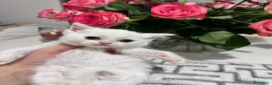 White British Shorthair Girl