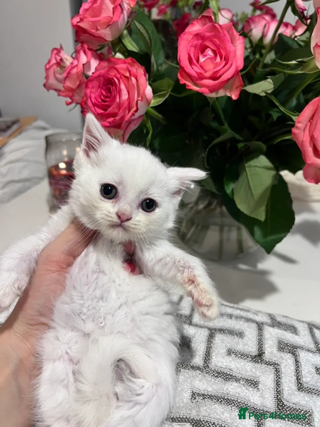 British Shorthair cats for sale: 🐾 4 BSH Kittens – White, Blue & Golden 🤍🩵💛 - Advert 20
