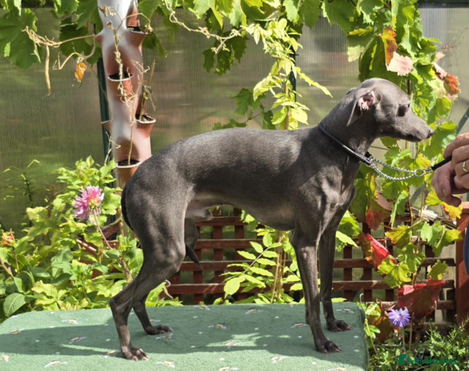 Italian Greyhound dogs Kc reg Handsome Health checked .well bred stud .  - Advert 6