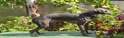 Italian Greyhound dogs for stud: Kc reg Handsome Health checked .well bred stud .  - Advert 1