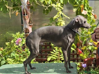 Italian Greyhound dogs Kc reg Handsome Health checked .well bred stud . - Advert 1