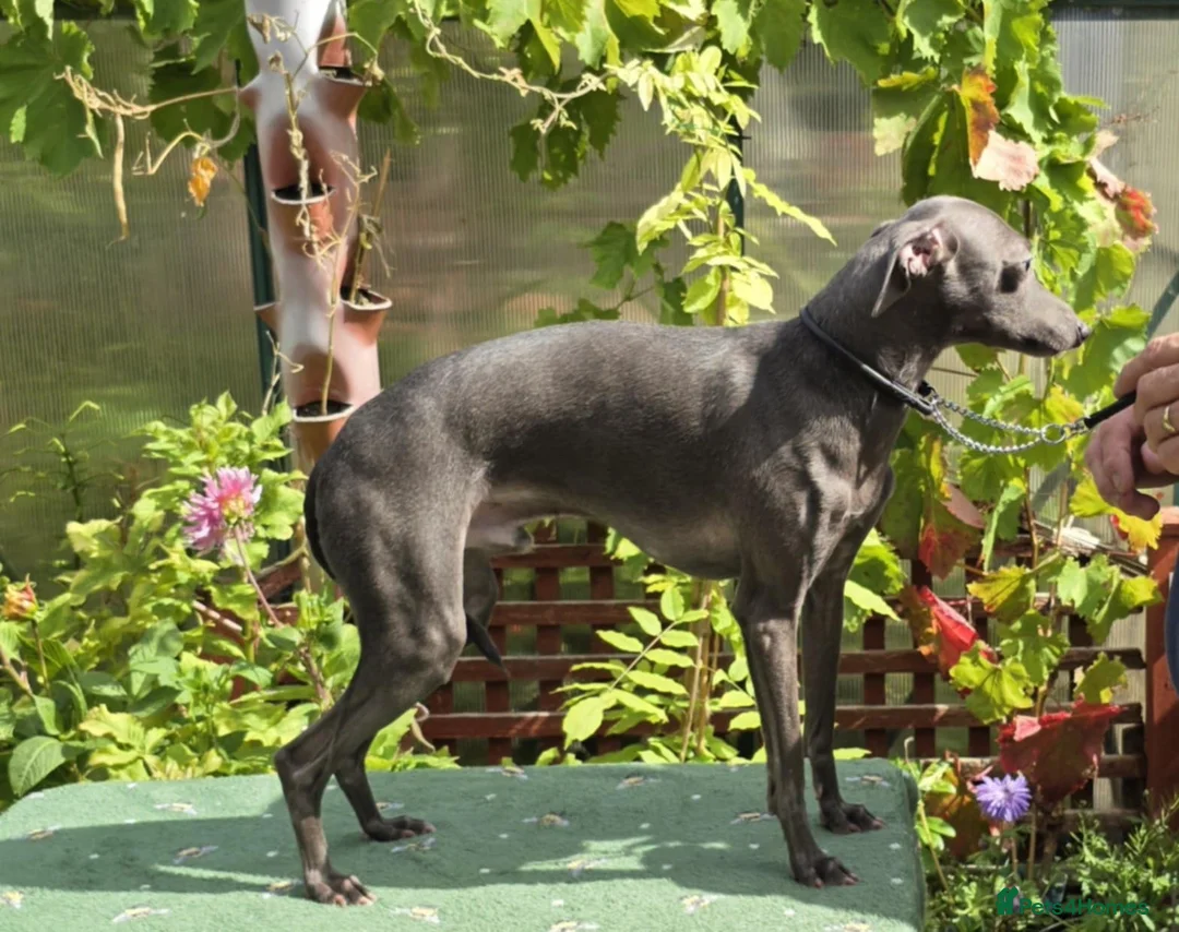 Italian Greyhound dogs for stud: Kc reg Handsome Health checked .well bred stud .  - Advert 1