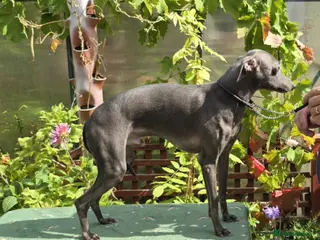 Italian Greyhound dogs Kc reg Handsome Health checked .well bred stud . - Advert 1