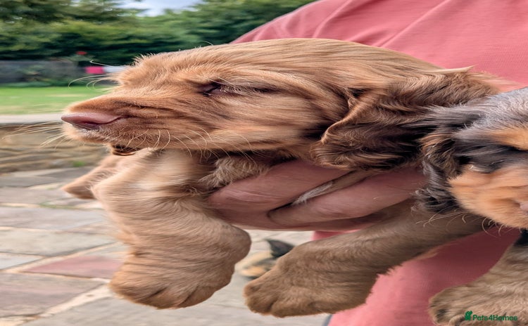 Cocker Spaniel dogs - Advert 6