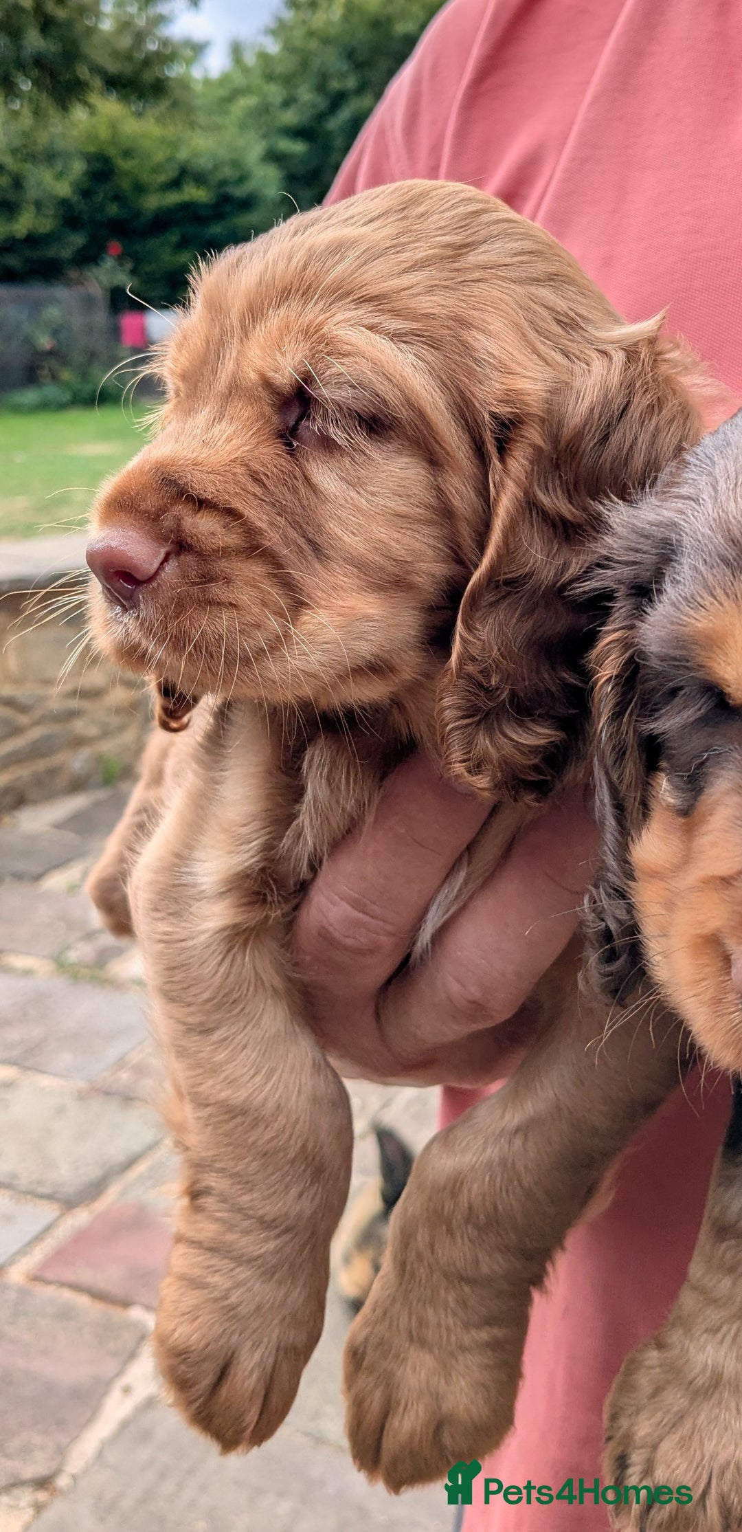 Cocker Spaniel dogs for sale: CUDDLY LITTER OF COCKER SPANIELS,TESTED PARENTS - Image 3