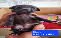 Mixed Breed dogs for sale: Beautiful litter of labrastaffs/staffadors - Image 9