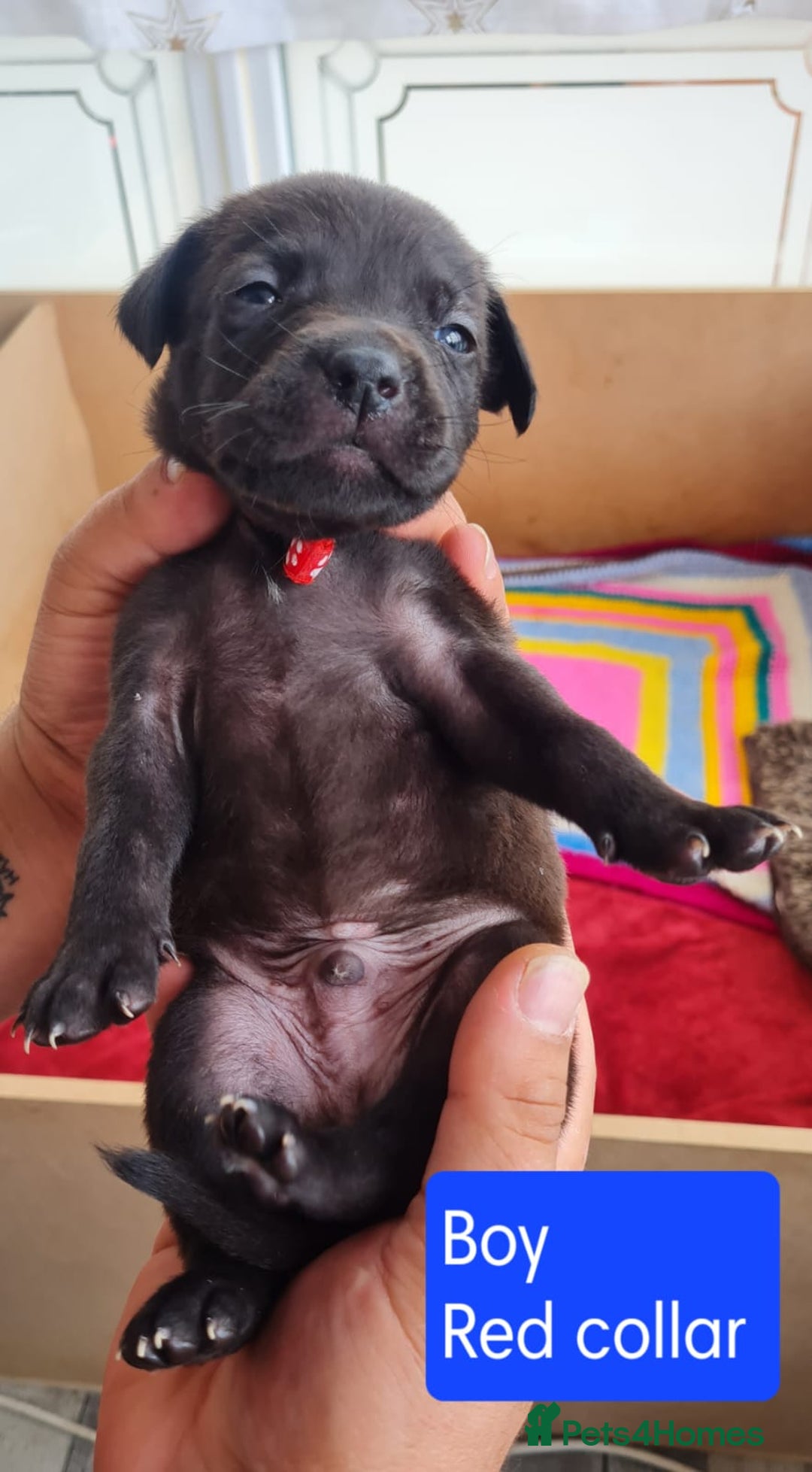 Mixed Breed dogs for sale: Beautiful litter of labrastaffs/staffadors - Image 9