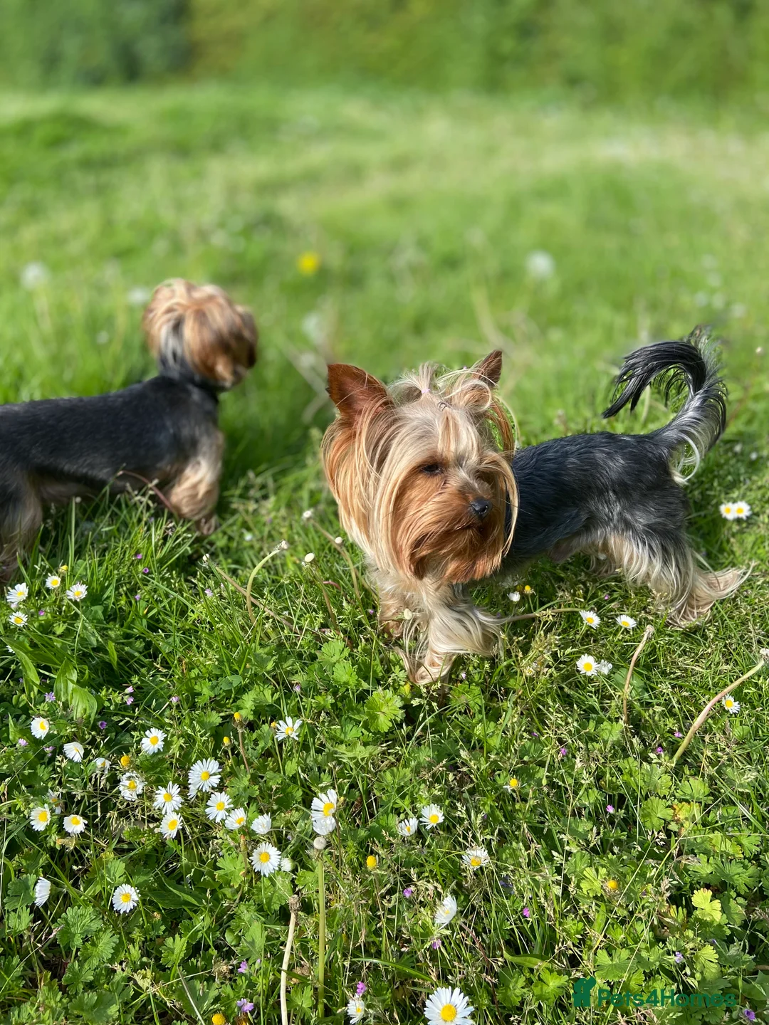 Yorkshire Terrier dogs for stud: Yorkshire terrier for stud  in Hornchurch - Advert 7